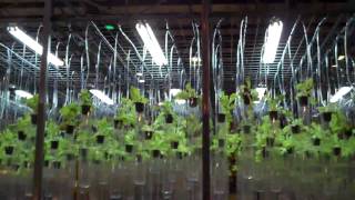 Hydroponic Lettuce Production by Plant Lab  University of California at Berkeley [upl. by Lleret]