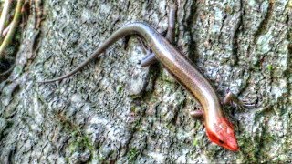 Broad Headed Skink Lizard [upl. by Elyse]