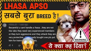 Be careful you cant handle Lhasa Apso  The real story behind Lhasa Apso  Understanding Lhasa Apso [upl. by Arrio]