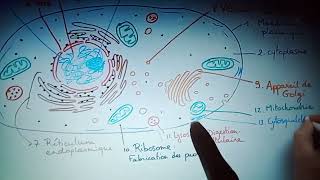 Biologie cellulaire l1 chapitre 1 [upl. by Meletius]