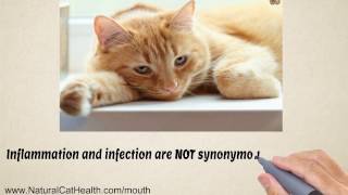 Cure For Stomatitis In Cats is Easy and Natural [upl. by Punke93]