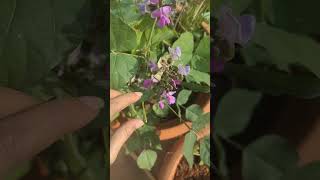 చిక్కుడు చెట్టు plants gardening vlog garden fruit seeds tips harvest minivlog ideas [upl. by Karlow654]