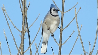 De beaux oiseaux dans notre jardin [upl. by Alimat]