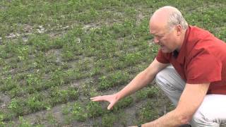 Dryland Pastures  Effective irrigation of lucerne alfalfa [upl. by Emelia]