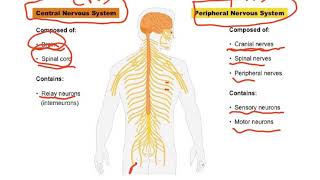 BIOLOGY A2 CHAPTER 4 COORDINATION AND CONTROL VIDEO ONE [upl. by Trautman]