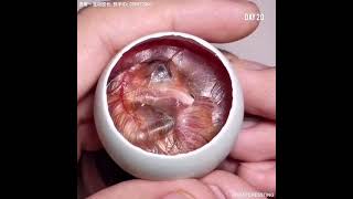 How A Chick Born From A Egg 🐣  Interesting Video  😱 [upl. by Adnirak]