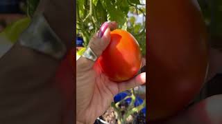 Picking more tomatoes🍅shortvideo gardening [upl. by Nnylatsirk]