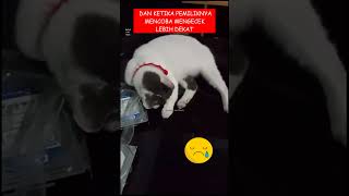 Menangis dimarahi shorts fyp shortfeed catlover kucinglucu kucingviral resce straycat [upl. by Anayet248]