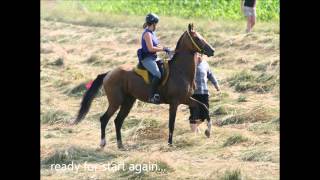 Arabian stallion Eas El Maz and Akhal Teke Stallion Chimki A at Birstein Endurance 2013 [upl. by Farwell]