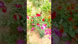 flowers 🌹🌺🌺yadav viral terending [upl. by Starbuck]