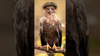 4 MOST TERRIFYING BIRDS ON THE PLANET birds shorts short [upl. by Enetsirk]