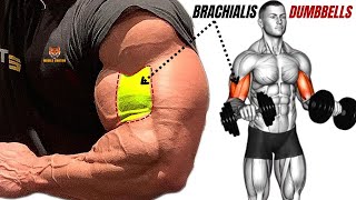 13 best brachialis exercises with dumbbells only at home or at gym [upl. by Jehias]