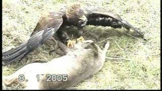 Adler beizt Reh  eagle catches deer [upl. by Van]