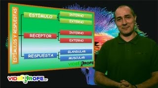 04 Estímulos y respuestas 6º Conocimiento del Medio Videoprofenet [upl. by Anyar]