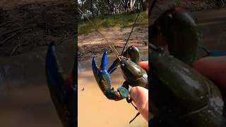 Big Winter Yabbies Catch and Cook [upl. by Alyson]