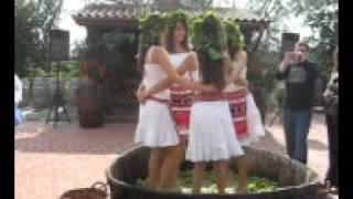 Fete dansand in struguri la Cramele Recas 2flv [upl. by Zurheide]