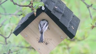 Bird Houses amp Nesting [upl. by Marcello598]