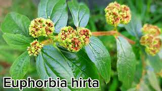 TEM no SEU QUINTAL Euphorbia Hirta  ERVA de SANTA LUZIA [upl. by Cirda971]