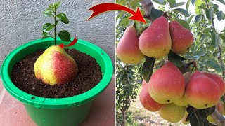 This FARMER is a GENIUS Propagate plants from FRUIT and its surprising  Relax Garden [upl. by Vi]