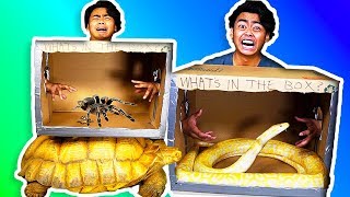 WHATS IN THE BOX CHALLENGE  Giant Snake Tortoise Scorpions Lizard [upl. by Bluma]