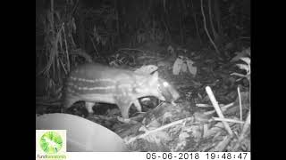 Dasyprocta fuliginosa Cuniculus paca and Marmosop sp [upl. by Powell]