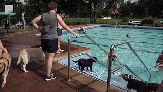 Zum Saisonende im Freibad Steinfeld Niedersachsen  Tierischer Badespaß für Wuffis [upl. by Ettelrahc422]