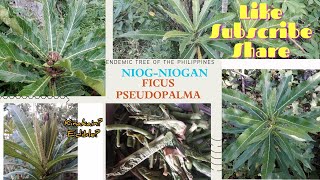 NiogNiogan  Ficus Psuedopalma  fast growing endemic tree of the Philippines lubilubi endemic [upl. by Dill]