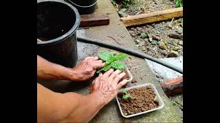 How to Grow Episcia [upl. by Yanel]