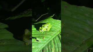 Sachatamia albomaculata amplexus costarica nature frogs glassfrogs amphibians [upl. by Ofilia]