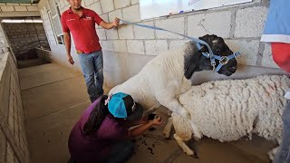 Producción de Borregos Dorper de Registro Biotecnologías Ensiminaciones Costos de Producción y Más [upl. by Occor]