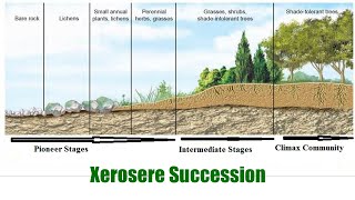 Xerosere Succession [upl. by Leiru]