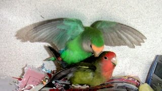 Lovebird Breeding Story [upl. by Aselehc768]