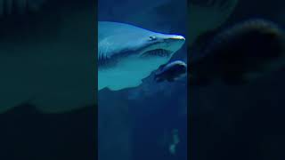 Heart Pounding Shark Encounter Caught on Camera 🦈shorts trendingnow viralvideo underwater [upl. by Lynea616]