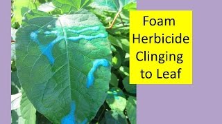 How to Kill Japanese Knotweed Using Green Shoots Foam Herbicide [upl. by Ecahc]