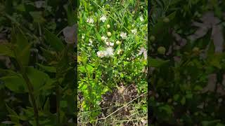 Le Myrte  Plante Comestible et Respiratoire  Myrtle Edible and Respiratory Plant [upl. by Yma]