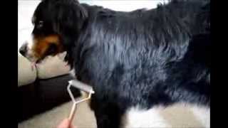 How to Groom a Bernese Mountain Dog [upl. by Nereus296]