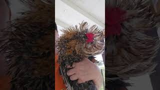 Treating Stargazer or Wry Neck in Chickens [upl. by Kcered]