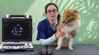 Veterinary Echocardiography Tips 3 ways to optimise your left apical 4chamber view [upl. by Yve]