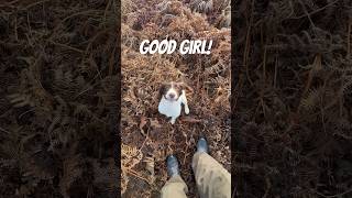 Springer Spaniel Puppy retrieving a tennis ball Gundog Training dog spaniel puppytraining [upl. by Akeem]