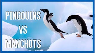 Pingouins VS Manchots  IRL [upl. by Leahcar503]