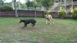 Great Dane Play Fight [upl. by Glaudia590]