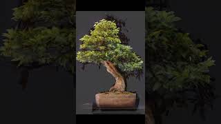 Yamadori Hornbeam styling from just a wooden block bonsai bonsaivideo bonsaistyling bonsailover [upl. by Dorraj399]