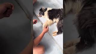 Saving abandoned dog left by former owner on the street❤️ [upl. by Korman48]