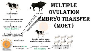 Multiple Ovulation Embryo Transfer  MOET  Animal Breeding  Dr Ghanshyam Jangid [upl. by Lenci]