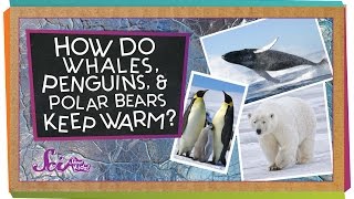 How do Whales Penguins and Polar Bears Keep Warm [upl. by Htomit]