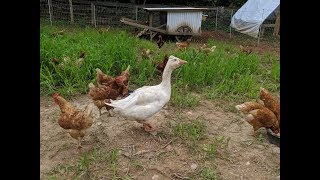 Mobile Chicken Coop amp Guard Goose [upl. by Nolahp557]