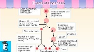 Events of Oogenesis Learn for Children and Kids  EDUKID Learning [upl. by Otrebmal490]