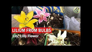 How to Grow Lilium from Bulbs  Care of Lily lilium lilly flower plant in English [upl. by Anesusa]