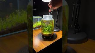 Planted jar aquarium trim [upl. by Jessen]