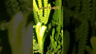 نبات الكراسولا الطحلبي Crassula muscosa HOW TO كيف [upl. by Moncear]